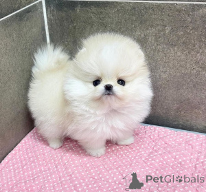 Foto №3. Weiße Pomeranian-Welpen jetzt verfügbar. Deutschland