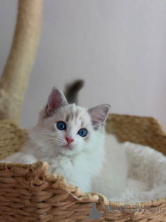 Foto №1. ragdoll-katze - zum Verkauf in der Stadt Alavus | 550€ | Ankündigung № 169100