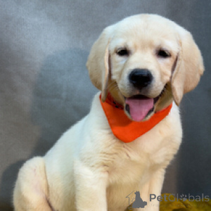 Foto №3. Eli Labrador Retriever-Rüde, 12 Wochen alt, bereit, nach Hause zu gehen. Deutschland