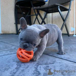 Foto №1. französische bulldogge - zum Verkauf in der Stadt Helsinki | verhandelt | Ankündigung № 70018