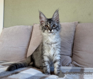 Foto №2 zu Ankündigung № 155697 zu verkaufen maine-coon-katze - einkaufen Italien quotient 	ankündigung