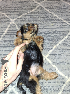 Foto №3. Reinrassige Yorkshire-Terrier-Welpen. . Litauen