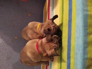 Foto №2 zu Ankündigung № 4531 zu verkaufen französische bulldogge - einkaufen Ukraine quotient 	ankündigung, züchter