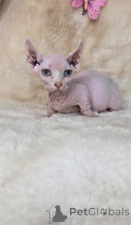 Foto №1. dwelf - zum Verkauf in der Stadt Finstervalde | 350€ | Ankündigung № 154208