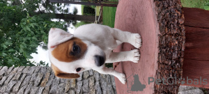 Foto №4. Ich werde verkaufen jack russell terrier in der Stadt Wschowa. züchter - preis - 380€