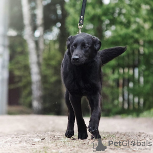 Zusätzliche Fotos: Stammbaum eines Chihuahua-Jungen