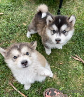 Foto №1. alaskan malamute - zum Verkauf in der Stadt Валенсия | 757€ | Ankündigung № 111730