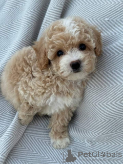 Foto №3. Zwergpudelwelpen. Deutschland