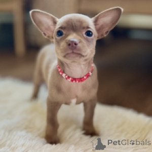 Foto №3. Lernen Sie die exquisite Chihuahua-Hündin Isabela kennen, die bereit für ihr. Deutschland