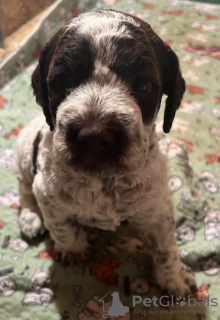 Foto №3. Lagotto Romagnolo Welpen. Serbien