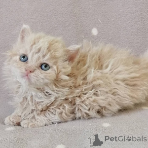Foto №1. selkirk rex langhaarkatze - zum Verkauf in der Stadt Helsinki | verhandelt | Ankündigung № 174854