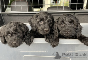 Foto №1. labradoodle - zum Verkauf in der Stadt Etten-Leur | 200€ | Ankündigung № 81148