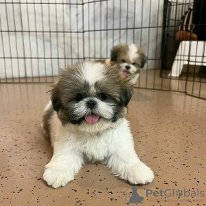 Foto №1. shih tzu - zum Verkauf in der Stadt Montreal | 473€ | Ankündigung № 103643