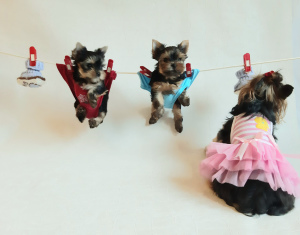 Foto №4. Ich werde verkaufen yorkshire terrier in der Stadt .  - preis - 420€