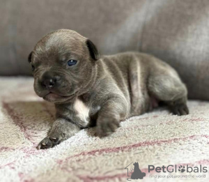 Foto №2 zu Ankündigung № 121599 zu verkaufen französische bulldogge - einkaufen Österreich quotient 	ankündigung