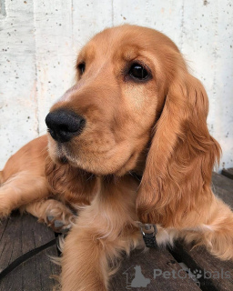 Foto №4. Ich werde verkaufen english cocker spaniel in der Stadt Dalum. quotient 	ankündigung, züchter - preis - 1250€