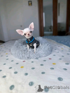 Foto №2 zu Ankündigung № 168836 zu verkaufen chihuahua - einkaufen USA züchter