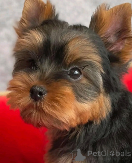 Foto №4. Ich werde verkaufen yorkshire terrier in der Stadt Chicago. züchter - preis - 425€
