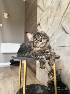 Foto №2 zu Ankündigung № 169928 zu verkaufen maine-coon-katze - einkaufen Deutschland züchter