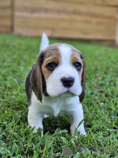 Zusätzliche Fotos: Beagle-Welpen zur Adoption