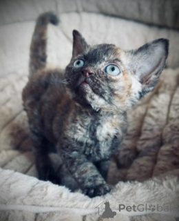 Foto №3. Devon Rex Kätzchen. Deutschland