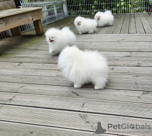 Foto №3. Mini Pomeranian Zwergspitz weiß - creme Welpen aus Deutscher Zucht. Deutschland