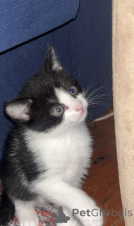 Foto №4. Ich werde verkaufen somali-katze in der Stadt Zürich. züchter - preis - 175€