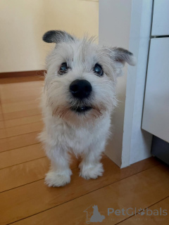 Foto №1. jack russell terrier - zum Verkauf in der Stadt Bellinzona | verhandelt | Ankündigung № 171689