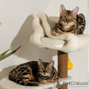 Foto №3. Bengalische Kätzchen zu verkaufen. Serbien