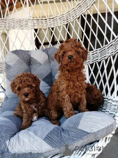 Zusätzliche Fotos: Red miniature poodle puppies