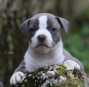 Foto №2 zu Ankündigung № 120583 zu verkaufen amerikanischer staffordshire terrier - einkaufen Montenegro züchter