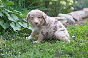 Foto №1. australian shepherd - zum Verkauf in der Stadt Utajärvi | Frei | Ankündigung № 128367