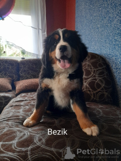 Foto №3. Berner Sennenhund. Polen