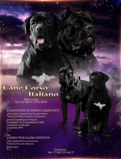 Foto №1. cane corso italiano - zum Verkauf in der Stadt Russland-2 | Verhandelt | Ankündigung № 3898