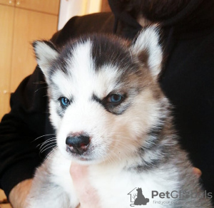 Foto №2 zu Ankündigung № 30272 zu verkaufen siberian husky - einkaufen Lettland quotient 	ankündigung