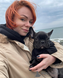 Foto №2 zu Ankündigung № 128245 zu verkaufen französische bulldogge - einkaufen Deutschland quotient 	ankündigung