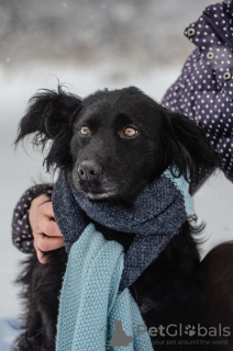 Foto №2 zu Ankündigung № 34674 zu verkaufen mischlingshund - einkaufen Russische Föderation quotient 	ankündigung