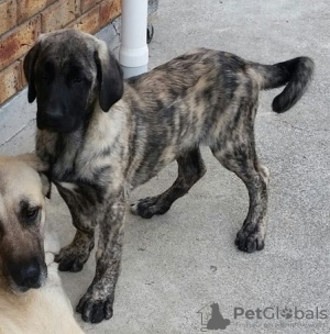 Foto №2 zu Ankündigung № 95722 zu verkaufen anatolischer hirtenhund - einkaufen Deutschland quotient 	ankündigung, züchter