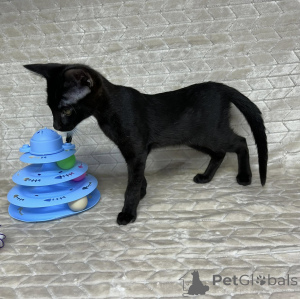 Foto №1. savannah-katze - zum Verkauf in der Stadt Deinze | verhandelt | Ankündigung № 172905