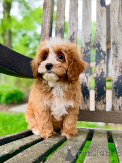 Foto №3. Cavapoo-Welpen zur Adoption vom Tierarzt untersucht und geimpft. Tschechische Republik