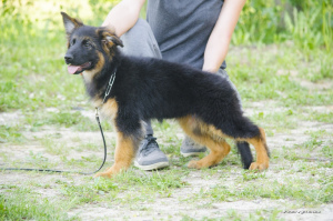 Foto №2 zu Ankündigung № 2644 zu verkaufen deutscher schäferhund - einkaufen Russische Föderation vom kindergarten, züchter
