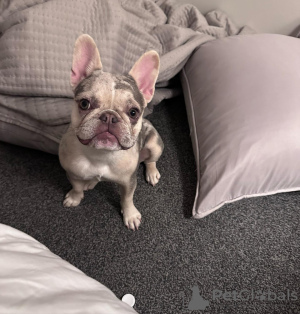 Foto №4. Ich werde verkaufen französische bulldogge in der Stadt Florida. züchter - preis - 1063€