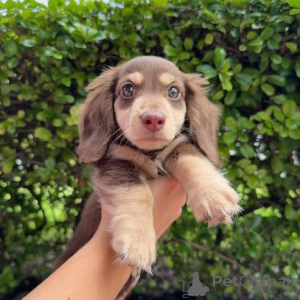 Foto №2 zu Ankündigung № 159221 zu verkaufen dackel - einkaufen Deutschland quotient 	ankündigung