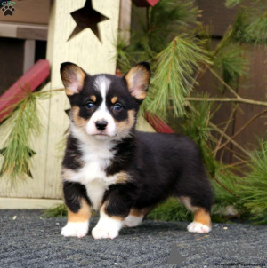 Foto №1. welsh corgi - zum Verkauf in der Stadt Берлинген | verhandelt | Ankündigung № 44766