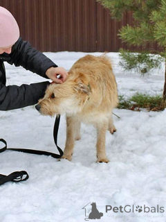 Foto №4. Ich werde verkaufen mischlingshund in der Stadt Moskova. quotient 	ankündigung - preis - Frei
