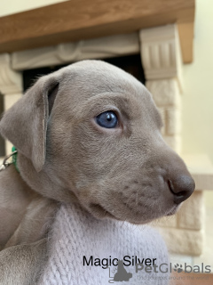 Foto №2 zu Ankündigung № 11150 zu verkaufen weimaraner - einkaufen Russische Föderation züchter