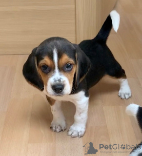 Foto №1. beagle - zum Verkauf in der Stadt Belarus | 860€ | Ankündigung № 11128