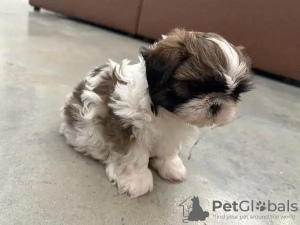 Foto №1. shih tzu - zum Verkauf in der Stadt Huwaylat | 360€ | Ankündigung № 13806