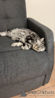 Foto №3. Britisch Kurzhaar Silver Tabby. Litauen