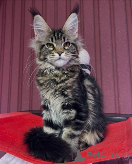 Foto №4. Ich werde verkaufen maine-coon-katze in der Stadt Aston. züchter - preis - 2500€